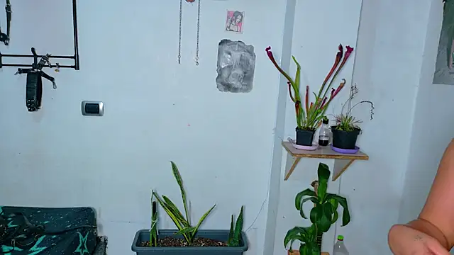 clydexxxbunny Show Webcam