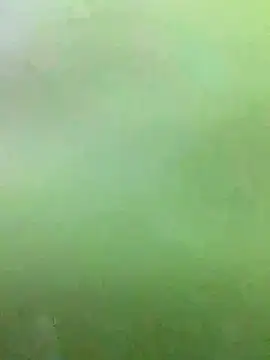 MSCC0 Live XXX-Chat