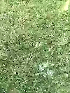 Pitercomのウェブカメラショー