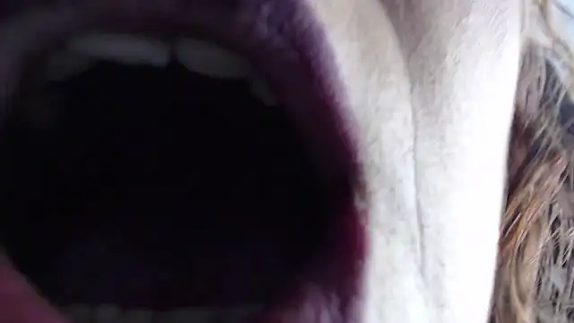 teasexpert 라이브 XXX 채팅