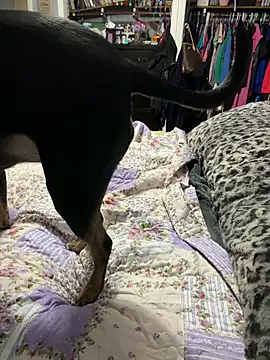 Živý XXX chat sweetkacibaby