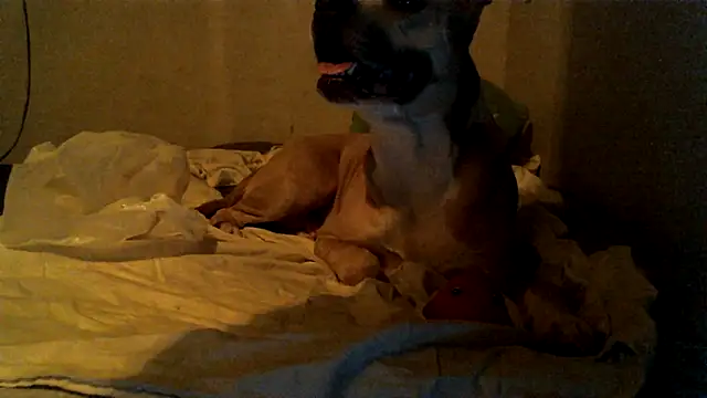 دردشة SexyB214 الجنسية المباشرة