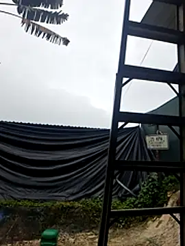 Toycockhot Pertunjukan Webcam