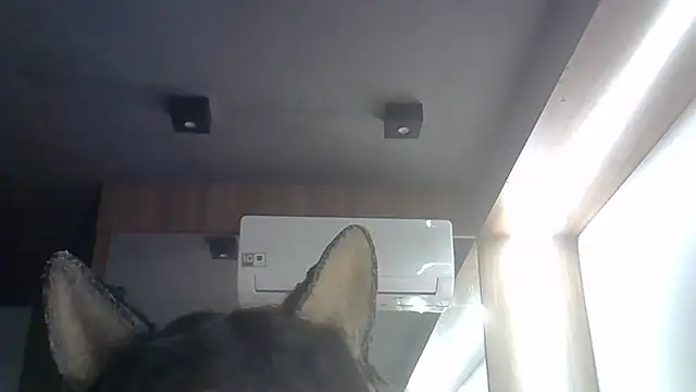 Chat +18 de SkinnyKitten ao vivo