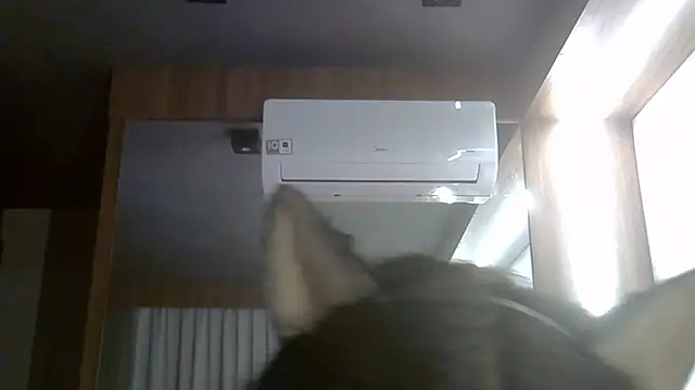 Chat +18 de SkinnyKitten ao vivo