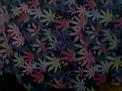 libraxxxstudios 现场XXX聊天