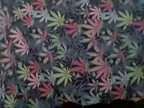 libraxxxstudiosのライブXXXチャット