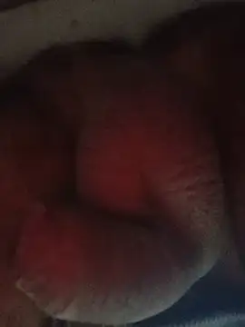 Show de webcam de carlos40404