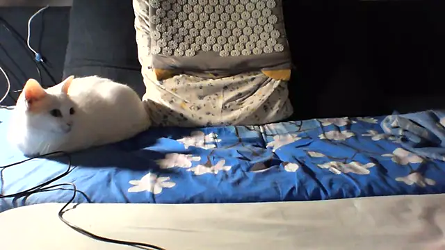 KaelNoxn Live XXX chat