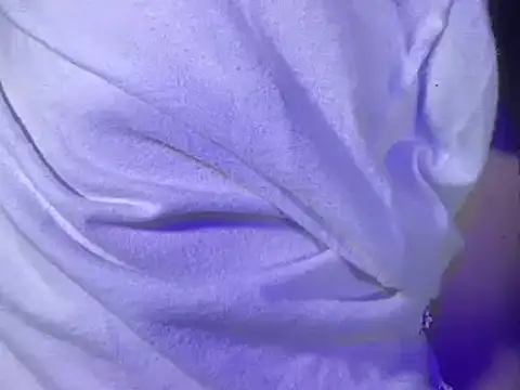 Živý XXX chat lavender_spits
