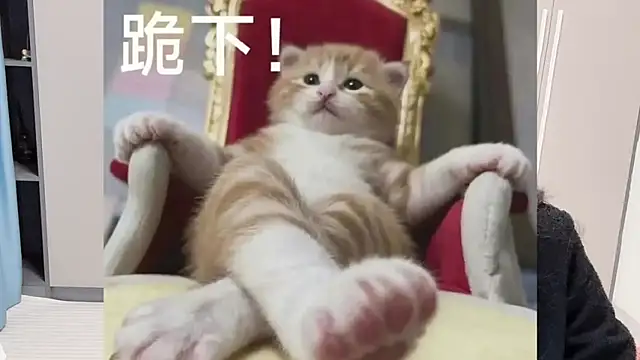 QOiio Obrolan Langsung XXX