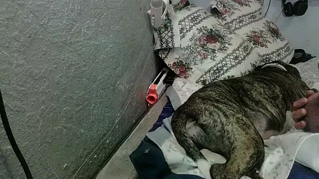 Živý XXX chat PornStro921