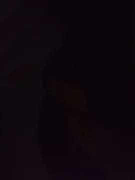 Sexxoophoneのウェブカメラショー