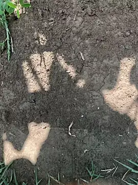Živý XXX chat justmilaa