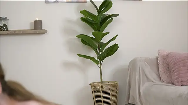 EvaNoctis 라이브 XXX 채팅