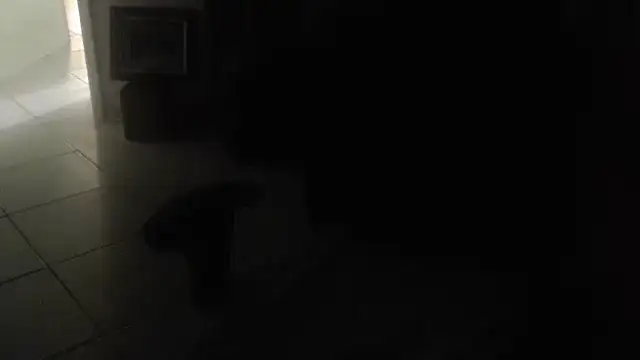 Show webcam de joeydee1