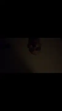 codyross élő XXX-chatje