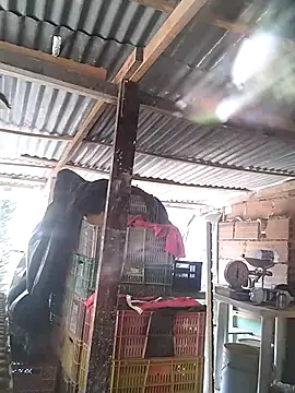 hoteder Obrolan Langsung XXX