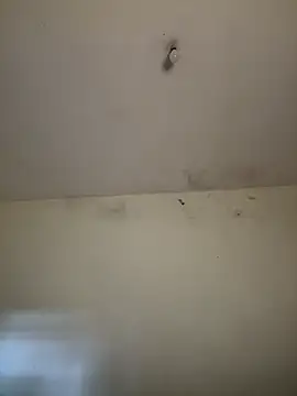 arabayla 라이브 XXX 채팅
