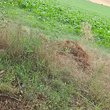 Živý XXX chat linzerschnittchen