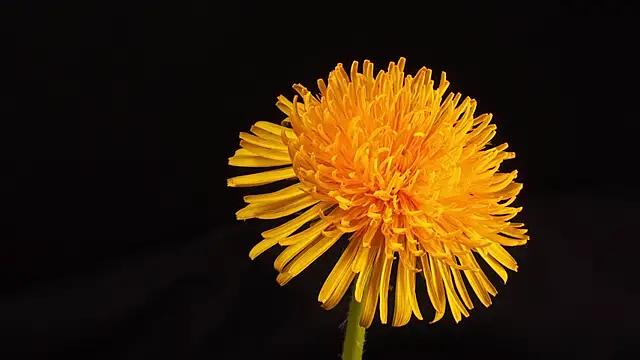 test_model123n Webbikameraesitys