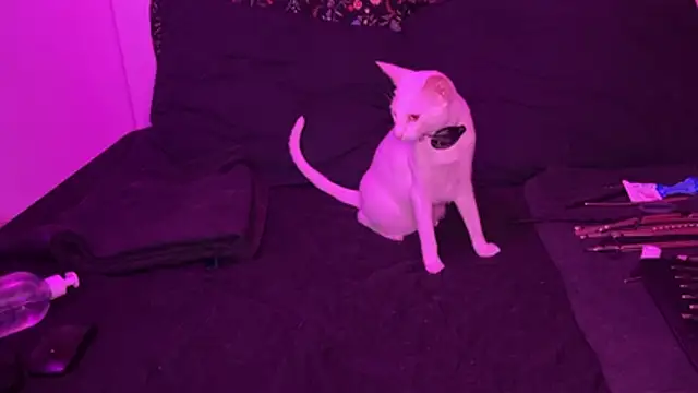 הופעת וובקאם של konlxxx