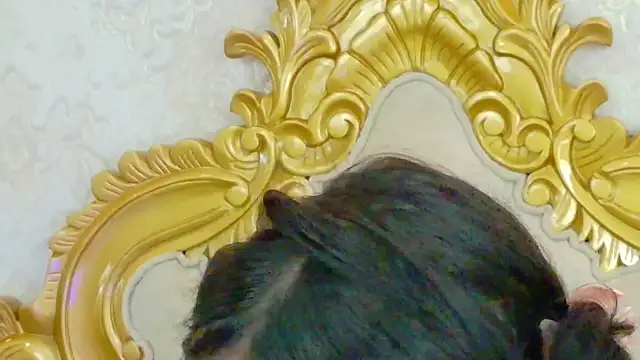 AnitaHeart 即時 XXX 聊天
