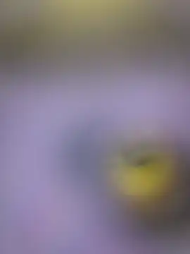 piggylatino Chat XXX live