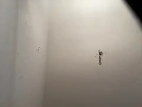 crisfootlicker Webcam show