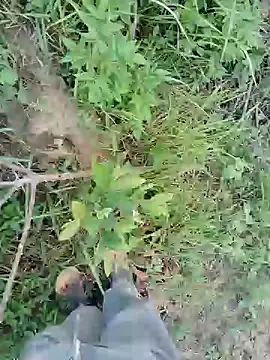 Chat XXX Live Atokxon