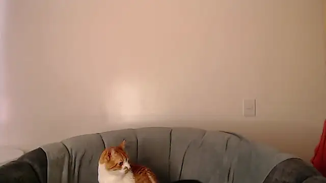 -Ameliee's Live XXX Chat