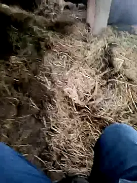 Pusssyfuc – webcam-show