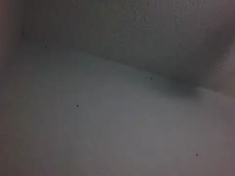 Show webcam de Owlpow