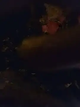 BigDick10inbig Show Webcam