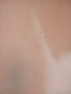 DaisyHarperr Chat XXX in diretta