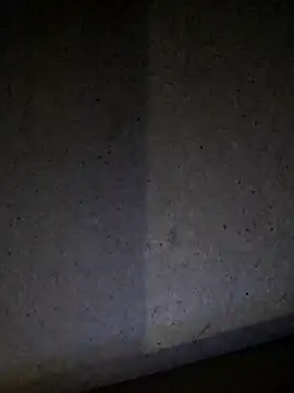 Leocesar37 现场XXX聊天