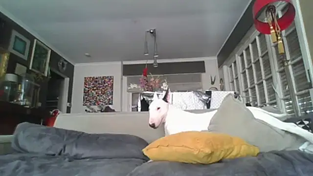 bbcumbox Webcam-Show