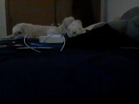 Chat XXX Live Silencio26