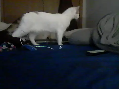 Chat XXX en directo de Silencio26