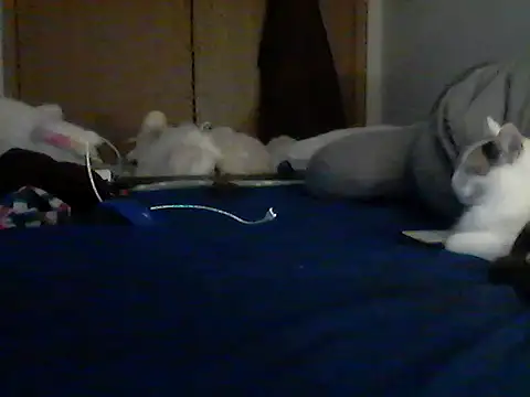 Chat XXX en directo de Silencio26