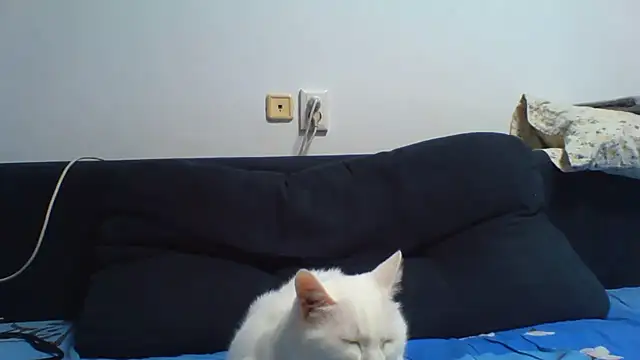 KaelNox's Live XXX Chat