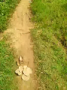 Show de lambakooli na webcam