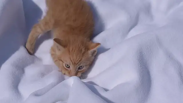 test_model123 – Naživo XXX chat