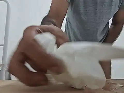 brownskinbull1 Pertunjukan Webcam
