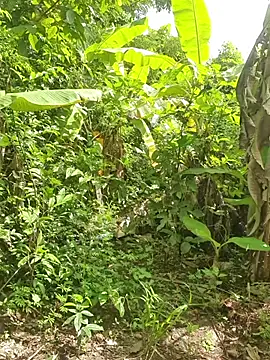 benxenga007 – Live XXX-chat