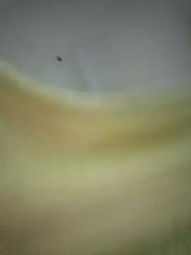 PUNAM456 现场XXX聊天
