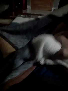 Dexsa_x Pertunjukan Webcam