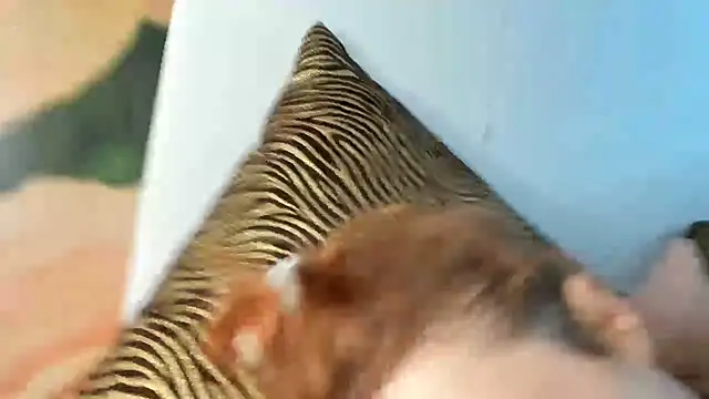 Webkamerová show RosyFoxy