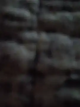 הופעת וובקאם של LilDaddyX