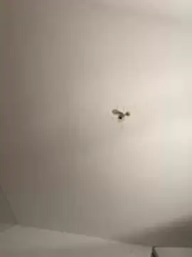 crisfootlicker Pertunjukan Webcam